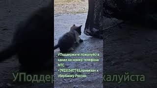 Афонские котята в мастерской монастыря.