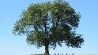 Ash Tree Identification - how to spot an Ash Tree