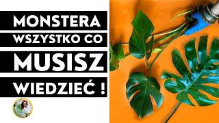 25 wskazówek jak dbać o MONSTERĘ. MONSTERA - pielęgnacja, uprawa, podlewanie, nawożenie, problemy