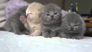 Funny Cat Puppies