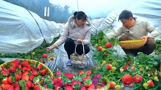 Vietnamese Women's Day: DAU takes TU to the strawberry garden to enjoy the vacation. Journey of love