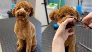 Toy poodle pet trim (vertical video)