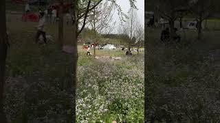 给你们推荐一个清明踏青好地方南部双河村南部县 清明节