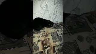 Ну вот поели, теперь можно и поспать #cats #funnycats #shorts #tiktok #barsik #animals