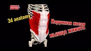 Наружная косая мышца живота. 3d anatomy. MUSCLE MOTION