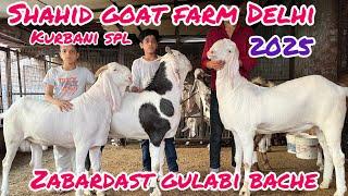 Male qwality show #at shahid goat farm Delhi #eidspecial #season #2025 #gulabi #goat #part2