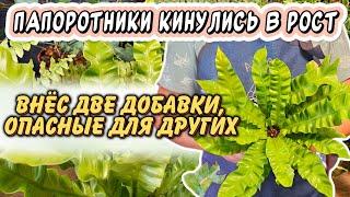 Папоротники перестали гибнуть - изменил 2 вещи: особый уход и 2 добавки, опасные для других растений