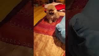 Szpic Miniaturowy Pomeranian Cookie #protlegends #pomeranian #tiktok #cute #shorts