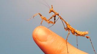 Raising a Deadly Praying Mantis (First 100 days)