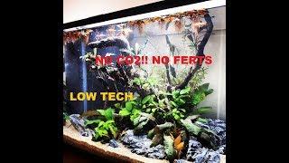 How to set up a Low Tech Planted Tank - Jak Założyć Akwarium roślinne/wyspę typu Low Tech