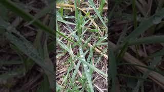 A little water drops on the grass ~ plants and nature