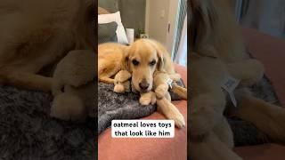 the toy has bigger paws than him tho… #funnydog #goldenretriever