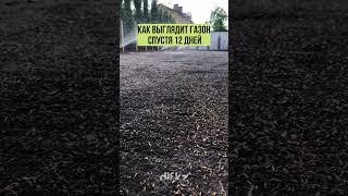 Газон спустя 12 дней после посадки.