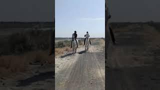 RUSTAM  AND ️ SHAKTI 