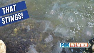 Hundreds Of Moon Jellyfish Crowd The Waters Of Galveston