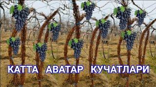 #аватар  К,изик,анлар  Учун  Катта  АВАТАР  Узум  кучатлари  Сотувда.....