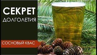 Хвойный квас - продлевает жизнь в 2 раза! Секрет долголетия Рецепт кваса. @IrinaLavande