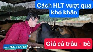 Cách Mà Trại HLT Vượt Qua Thời Điểm Khó Khăn Với Ngành Chăn Nuôi Bò