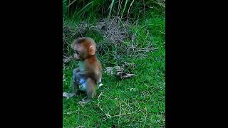 pity baby monkey very sad
