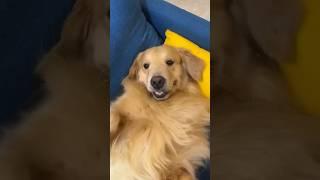 Dog's Mind Voice #shorts #funnyvideo #funny