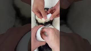 ASMR | 曼玉Manyu沉浸式Spa | 尽情享受颅内舒适和助眠