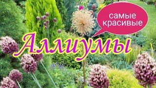 Аллиумы.Декоративные луки.Самые красивые.Красивый сад своими руками.Красивые цветники.Дача.