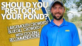 Should You "Restock" Your Pond? | Fish Management Tutorial