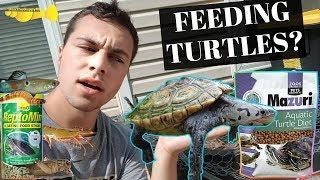 The ULTIMATE Turtle Food Guide | Turtle Basics