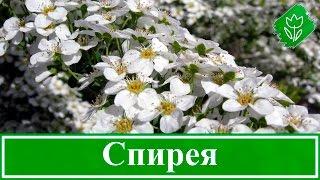  Куст спирея – посадка и уход, виды и сорта спиреи: спирея японская, Вангутта, серая