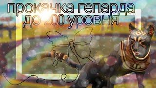 прокачка гепарда до 200 уровня | WildCraft