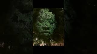 Face of nature in trees you have never seen this video #short