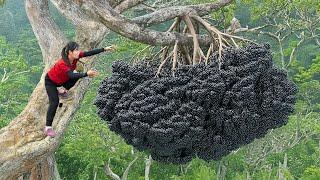 Harvest 10000 Giant forest Palm Bunch Goes to Market Sell | Raising Duck Farm | Ly Thi Ngoc