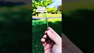Easy sedge identification
