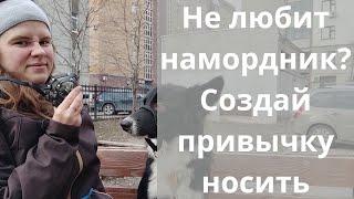 Приучи к наморднику собаку и спи спокойно! Как приучить к наморднику? Дрессировка собак, Казань