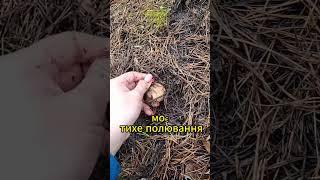 #тихеполювання #грибы #грибоманія #грибники #грибнойсезон #карлівка #полтава #маслюки #грибок