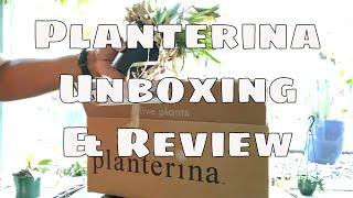 Plant Mail PLANTERINA Review and Unboxing Variegated Hoya Kentiana