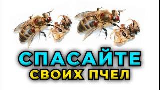 Спасаем пчел от неминуемой гибели. Критическая ситуация по заклещенности пчелосемей.