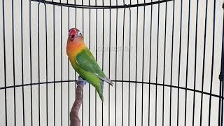 Lovebird fighter ngetik ngekek panjang.terapi lovebird ngekek