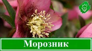  Цветок морозник – посадка и уход: выращивание и размножение морозника; виды и сорта морозника