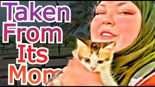 Foodie Beauty Takes Stray Kitten From Its Mother Then Demands Donations For "Community Cat"