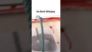 Sea Beach Chittagong #enjoy #viral #viralshorts #viralvideo