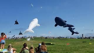 Newport kite festival whales