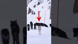 Mind-blowing Wolf Pack  