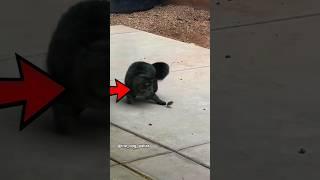 Cats Love Catching MICE #animal #cat #mouse