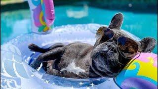 French Bulldogs Funny Moments & Fails Compilation #28 французский бульдог приколы