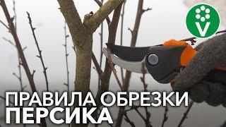 КАК ОБРЕЗАТЬ ПЕРСИК ВЕСНОЙ? Правила обрезки персика для начинающих садоводов