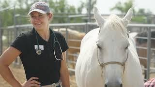 Equine Field Service Internship & Residency at CSU