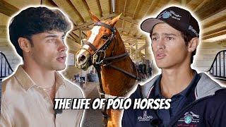 LUXURY STABLE TOURS: FLORIDA POLO BARN