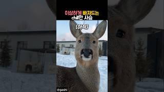 이상하게 빠져드는 chill한 사슴 #동물 #사슴 #노루