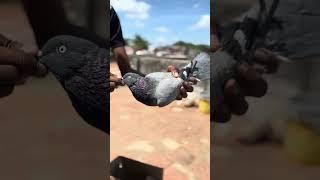 I bought new pigeon | in tamil | tamil pigeon |